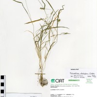 26882 herbarium