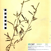 8938 herbarium