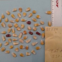 CIMMYTMA 5583 - Reference Inventory.jpg