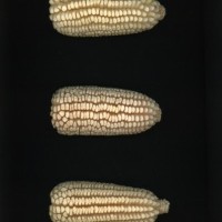 CIMMYTMA 26975 AGUC 79 BA22U-2903-42 E1.jpg