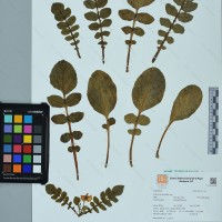 CIP 761139 herbarium