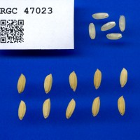 IRGC 47023 Seed Photo