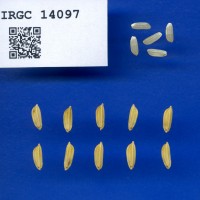 IRGC 14097 Seed Photo