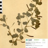8990 herbarium