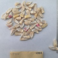 CIMMYTMA 1992 - Reference Inventory.jpg