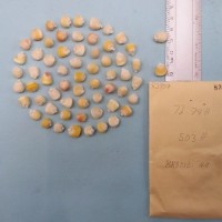 CIMMYTMA 8395 - Reference inventory.jpg