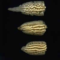 CIMMYTMA 217 MORE 17 PV17A-1903-64 E1.jpg