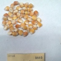 CIMMYTMA 3893 - Reference Inventory.jpg