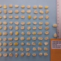 CIMMYTMA 16410 - Reference Inventory.jpg