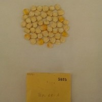 CIMMYTMA 5025 - Reference Inventory.jpg