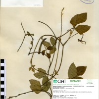 18382 herbarium