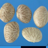 G40013B seed.jpg