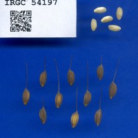 IRGC 54197 Seed Photo