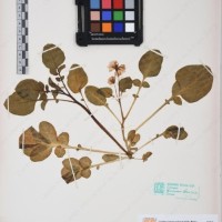 CIP 761605_OCH 13395_02.jpg