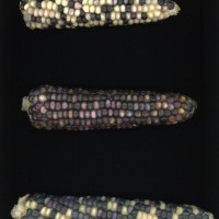 CIMMYTMA 27426 CHIS 840 TC20U 2903 60 E11340 _compress.jpg