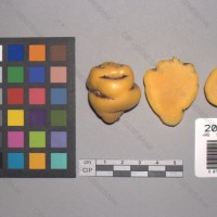 CIP 203018 Tuber