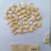 CIMMYTMA 1990 - Reference Inventory.jpg