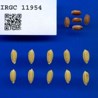 IRGC 11954 Seed Photo