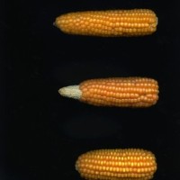 CIMMYTMA 4951 BRAZ 2067 AF20A-0903-47 E1.jpg