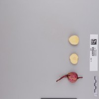 CIP 420544 (root).jpg