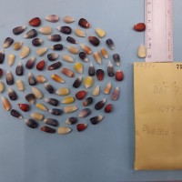 CIMMYTMA 7587 - Reference inventory.jpg