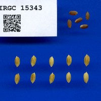 IRGC 15343 Seed Photo