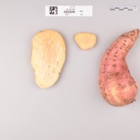 CIP 440089 (root).jpg