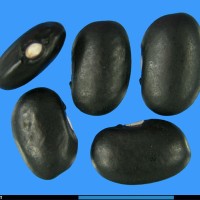 G3196 seed.jpg