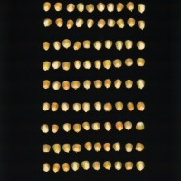 CIMMYTMA 2421 CUBA 159 AF21A 0903 63 K2760 _compress.jpg