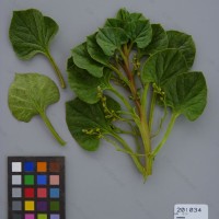 CIP 201034 Herbarium