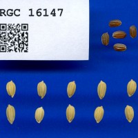 IRGC 16147 Seed Photo