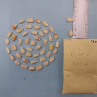 CIMMYTMA 7848 - Reference inventory.jpg