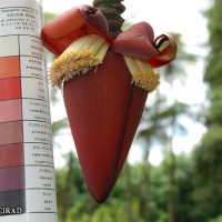 6.4.15 - Male bud shape