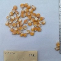 CIMMYTMA 1341 - Reference Inventory.jpg