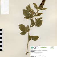 19890 herbarium