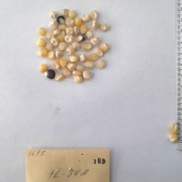 CIMMYTMA 169 - Reference Inventory.jpg