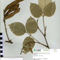 22387 herbarium