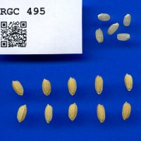IRGC 495 Seed Photo