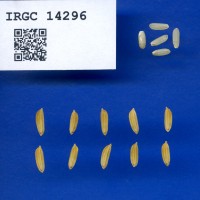 IRGC 14296 Seed Photo
