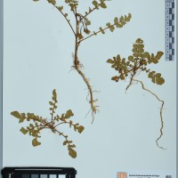 200473_ZH 339 CIP 760767.JPG