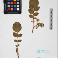 CIP 761605_OCH 13395_03.jpg