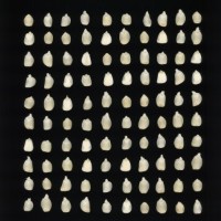 CIMMYTMA 223 MORE 10 PV22A-1903-117 K0640 _compress.jpg