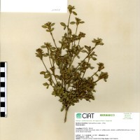 10027 herbarium
