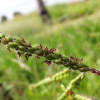Urochloa decumbens 14786-flower.JPG