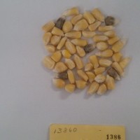 CIMMYTMA 1386 - Reference Inventory.jpg