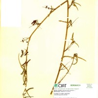 8071 herbarium