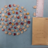 CIMMYTMA 7274 - Reference inventory.jpg