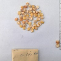 CIMMYTMA 175 - Reference Inventory.jpg