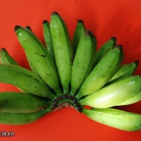 6.7.11 - Fusion of pedicels