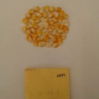 CIMMYTMA 4995 - Reference Inventory.jpg